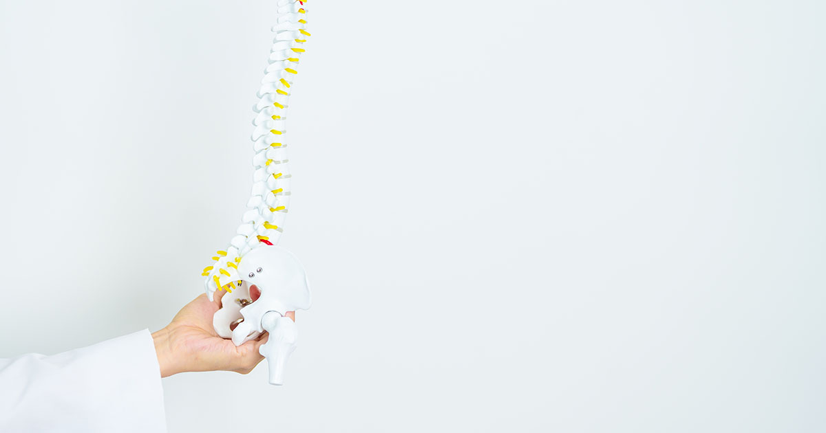 Doctor in white coat holding a full anatomical spine model to illustrate costovertebral joint anatomy and rib subluxation
