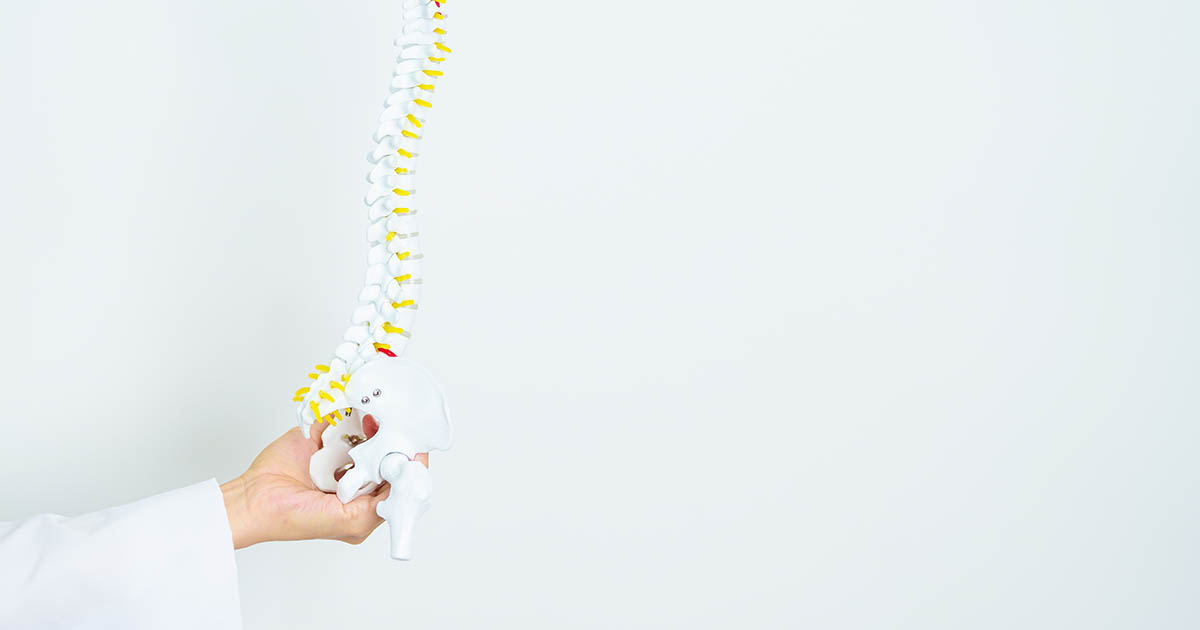 Doctor in a white coat holding a full spine anatomy model with highlighted discs and a red marker at the lumbar region, illustrating where vertebral slippage occurs in spondylolisthesis