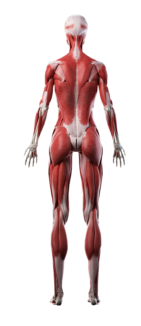 Posterior anatomical muscle figure showing the trapezius, deltoids, latissimus dorsi, triceps, glutes, hamstrings and calves