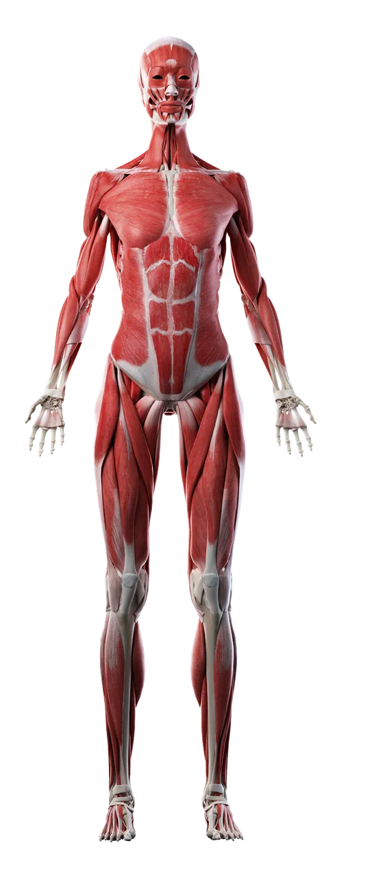 Anterior anatomical muscle figure showing the trapezius, deltoids, pectorals, biceps, core, quadriceps and lower-leg muscles