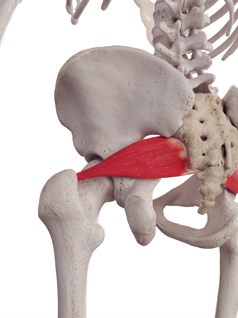 3D medical render, posterior view of the right hip with the piriformis muscle highlighted in red, spanning the sacrum to the femur