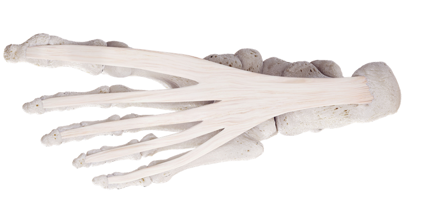 3D medical render of the foot bones from below with the plantar fascia fanning from the heel to the toes