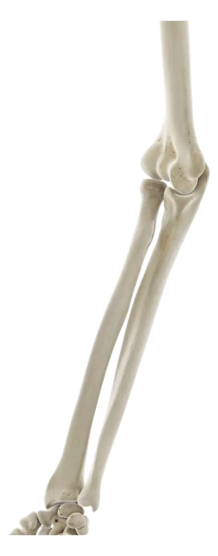 3D anatomical render of the elbow joint showing the humerus, radius and ulna