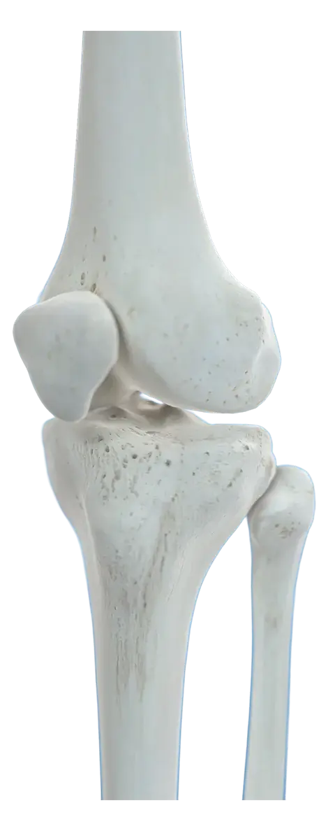 3D anatomical render of the knee joint showing the femur, patella and tibia