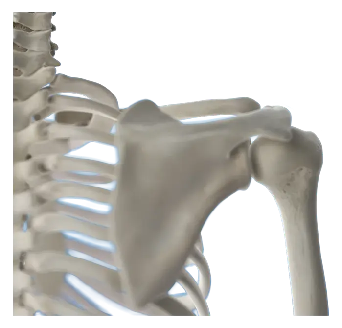3D anatomical render of the shoulder joint showing the scapula, humerus and rotator cuff