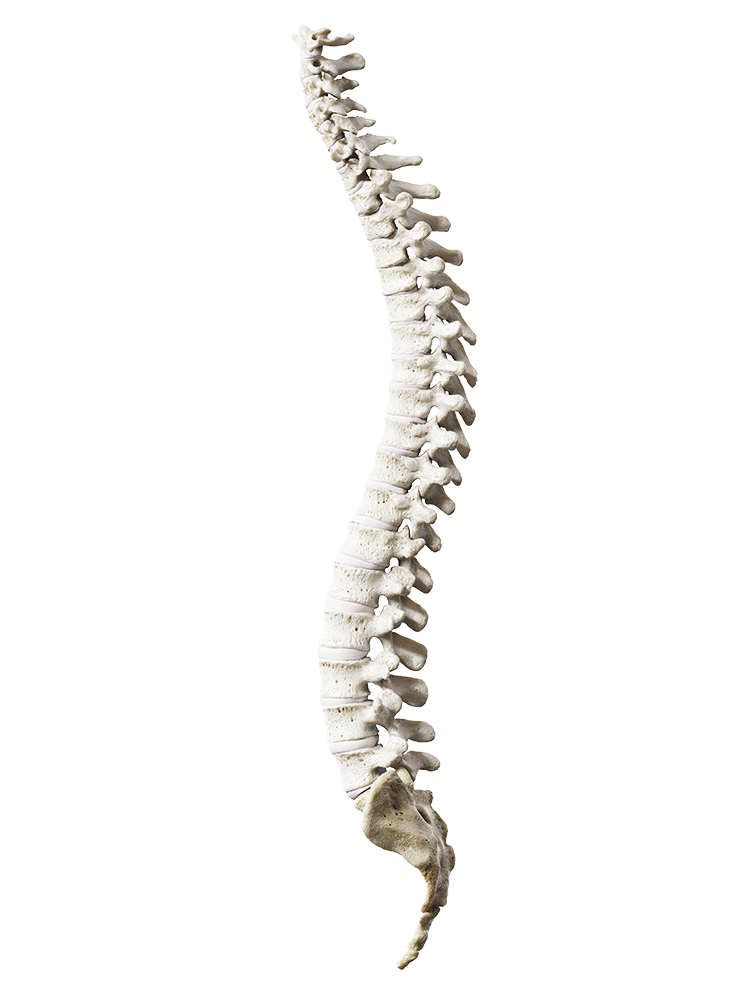 3D render of the human vertebral column, lateral view