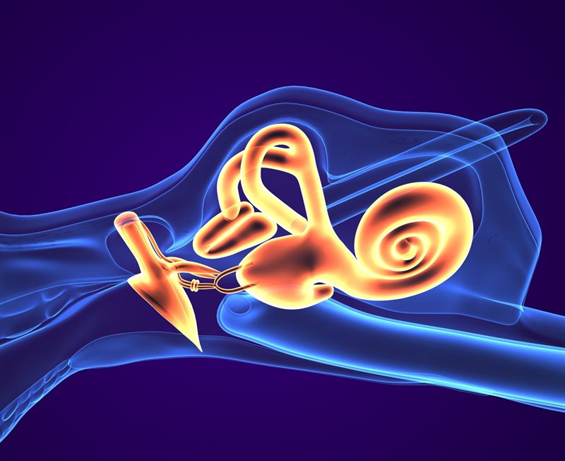 3D x-ray style render of the inner ear showing the three semicircular canals, the vestibule, and the spiral cochlea